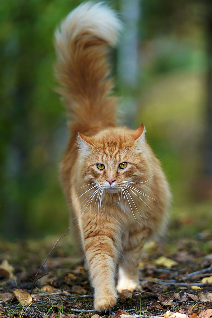 A fluffy orange cat with long fur and a bushy tail strides confidently through a natural setting, green and yellow blurred foliage in the background. Its eyes are focused, whiskers prominent, as if freshly examined by a caring veterinarian.