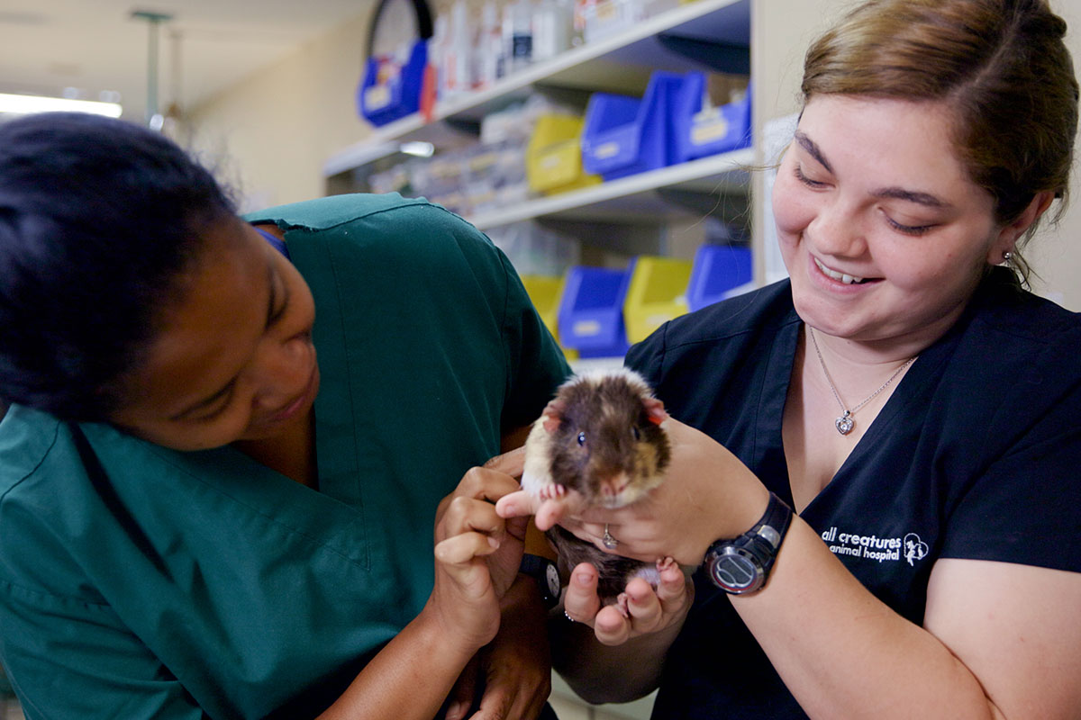 Small Mammals & Pocket Pets - Vet in Bremerton | All Creatures Animal  Hospital