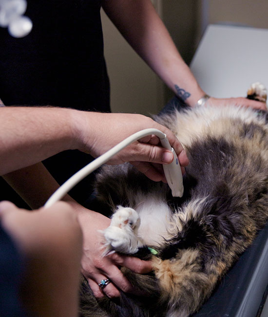 A cat is receiving an ultrasound scan on its belly at a veterinary clinic. Two people, including a skilled veterinarian, are gently holding the cat, while the vet uses the ultrasound device. The cat is relaxed and lying on its back.