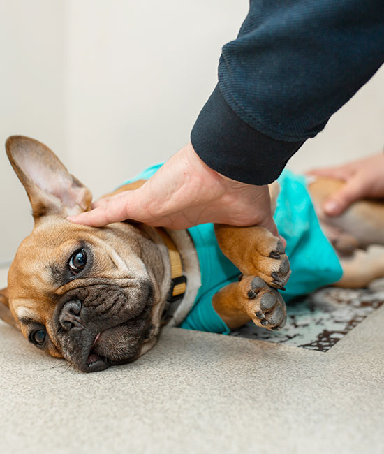 A French Bulldog, perhaps after a visit to the vet, wears a turquoise vest and lies on its side on a carpet, looking relaxed. A person is gently petting the dog's neck with their hands. The dog appears content and calm.