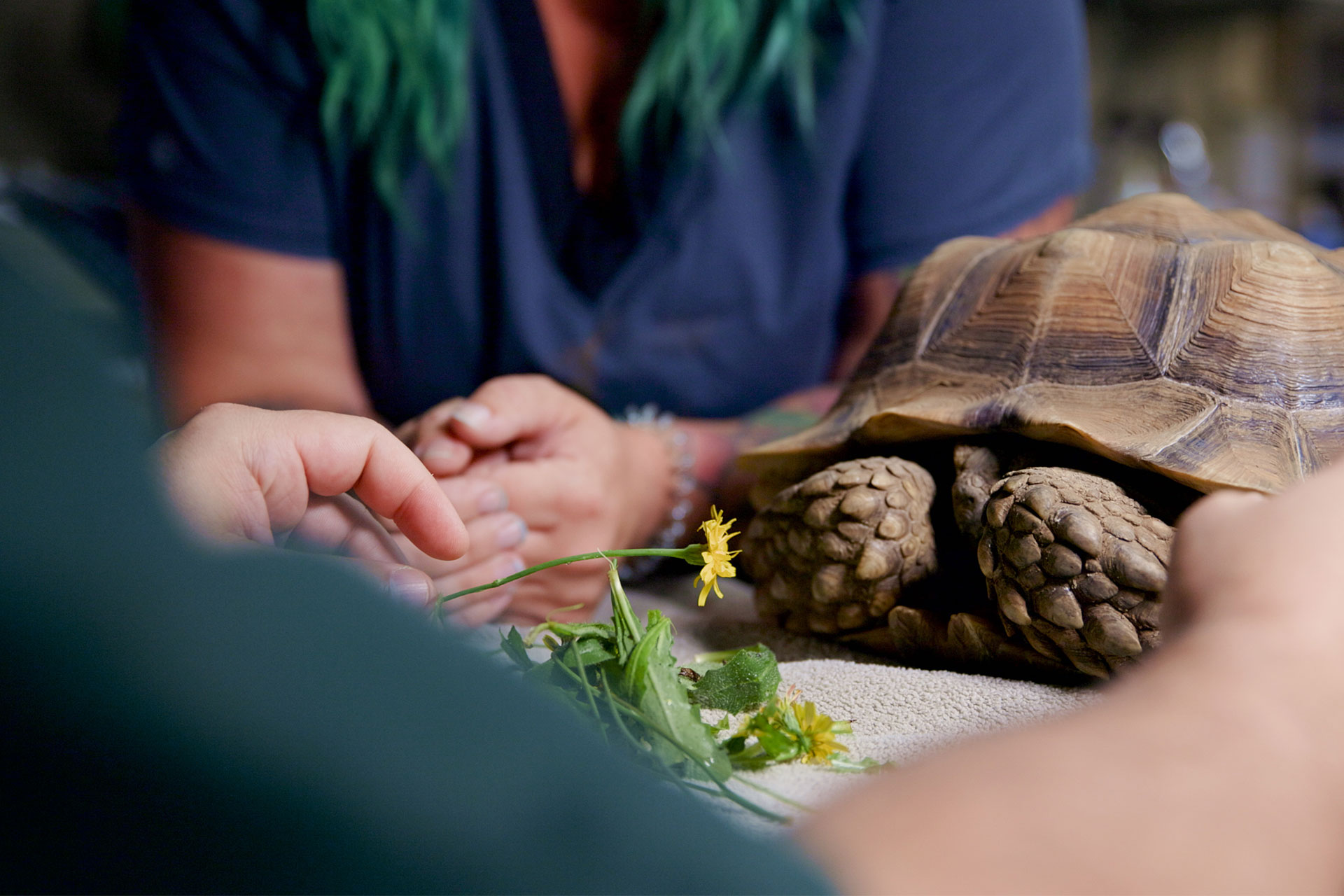 A close-up of a tortoise being presented with a yellow flower and greens by a veterinarian. Two people with blurred faces and colorful clothing are in the background, suggesting care and interaction in this vibrant scene.