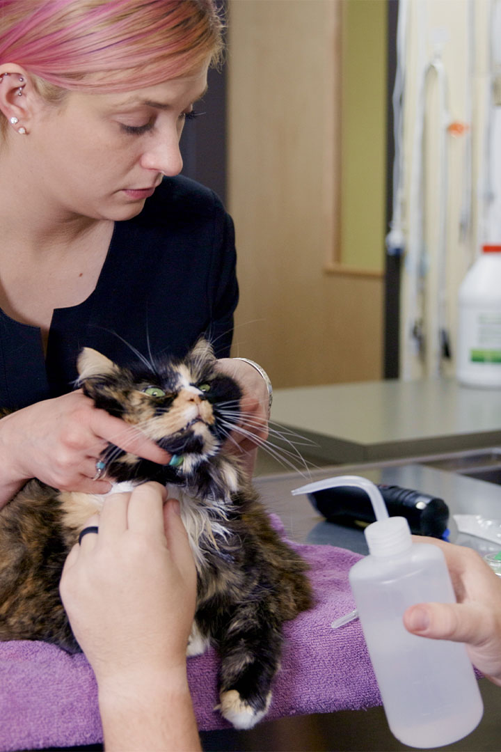 A woman with pink hair gently holds a calico cat on the veterinarian's table. The vet is seen holding a plastic bottle with a nozzle, possibly preparing to administer treatment to the cat.