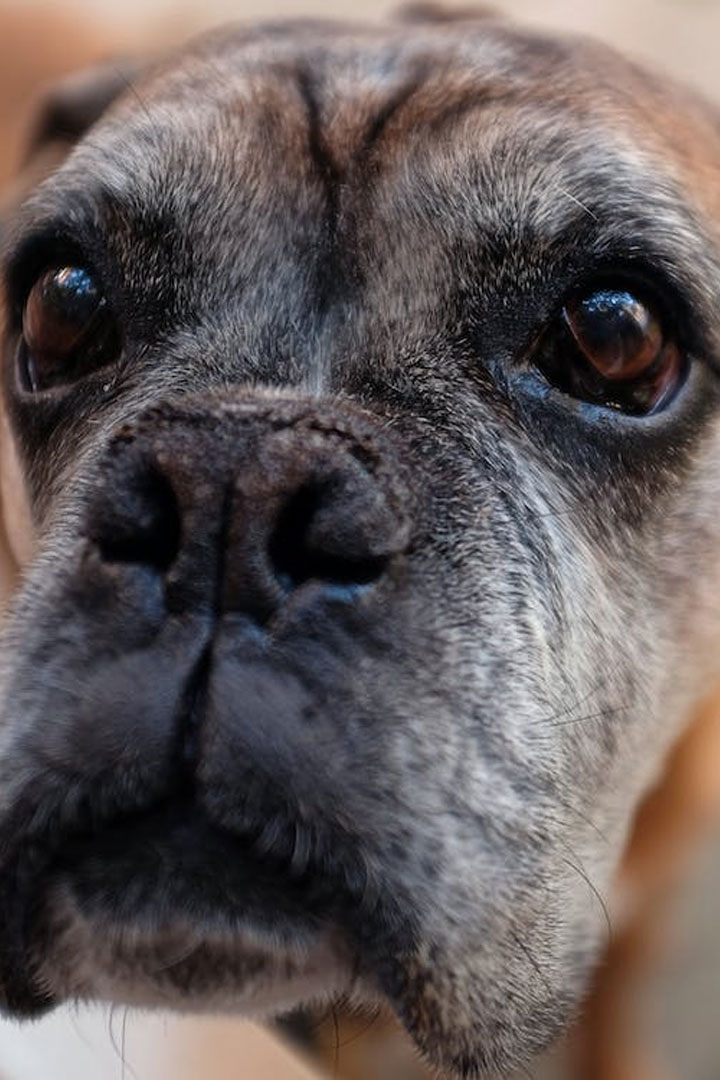 Close-up of an older dog's face, focusing on its soulful, dark eyes and graying snout. The dog has a gentle, wise expression—qualities often appreciated by a caring veterinarian—paired with a warm brown coat.