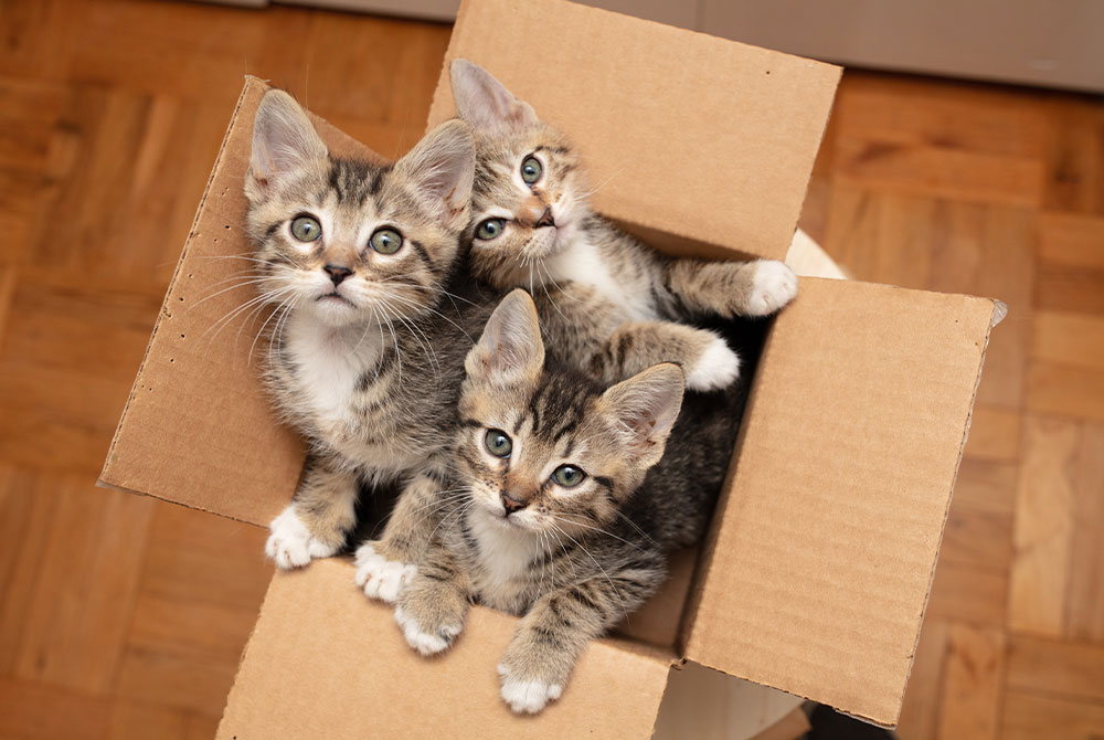 Three adorable kittens with tabby fur are sitting inside a cardboard box, looking up with curious expressions. The box is on a wooden floor, and they appear cozy and playful, perhaps dreaming of their next visit to the vet for treats and check-ups.