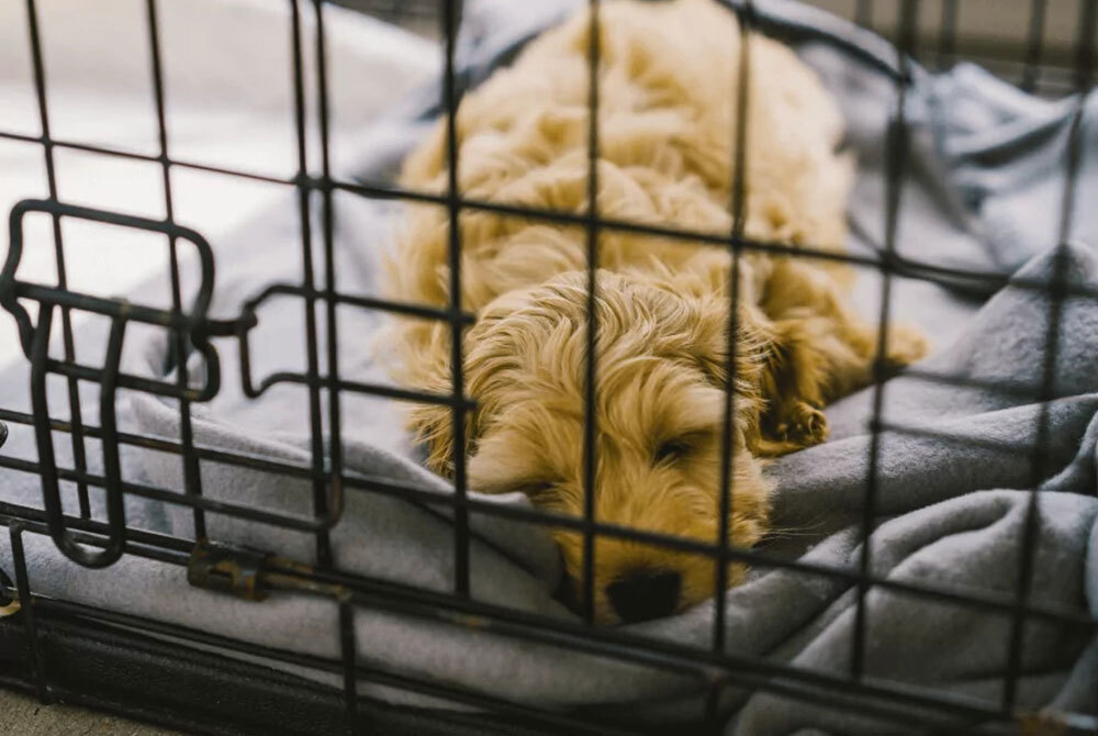 A small, fluffy dog is peacefully sleeping inside a metal crate on a soft, gray blanket at the vet's office. The content pup rests its head gently on the cozy fabric after a reassuring check-up with the veterinarian.