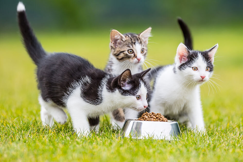 Three playful kittens, two black and white and one gray and white, frolic in the grass around a silver bowl brimming with cat food. A vet would surely appreciate the lively scene, set against a soft blur of greenery.