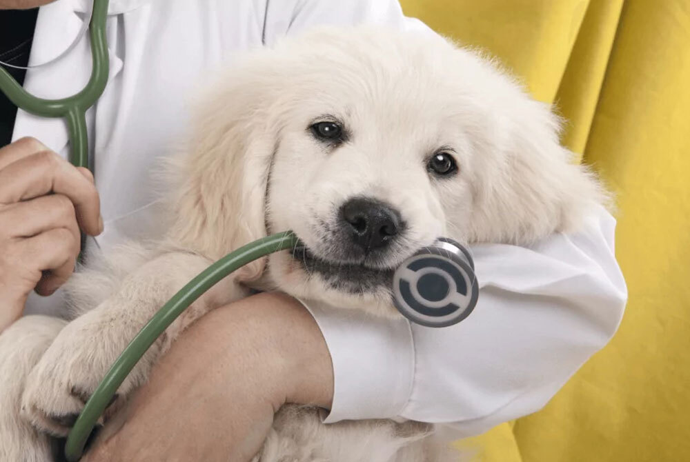 A fluffy golden retriever puppy playfully tugs at a vet's stethoscope while being cradled by a person in a white coat. The backdrop is a bright yellow, adding to the cheerful scene.