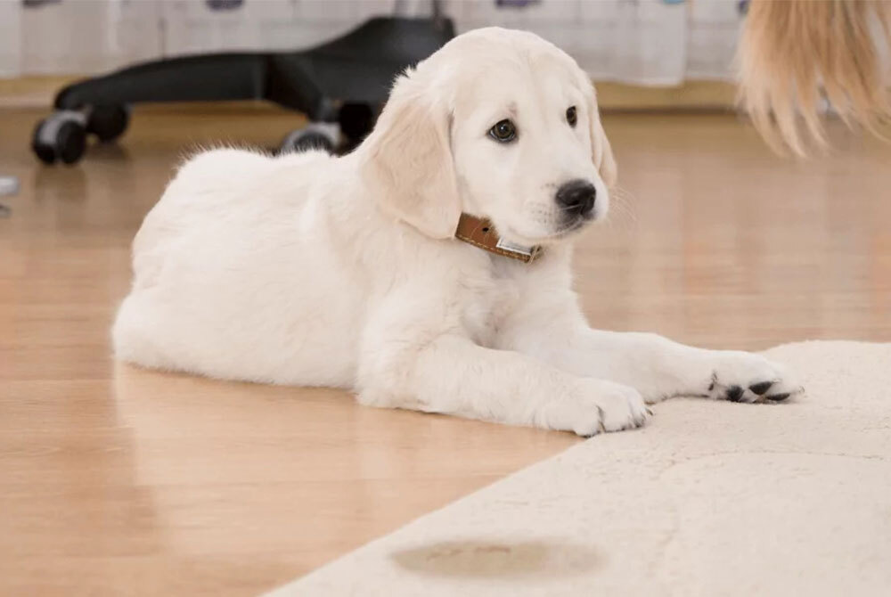 A fluffy white puppy with a brown collar is lying on a wooden floor, looking up. Nearby, there's a wet spot on the carpet. Perhaps a visit to the vet is due. An office chair and sheer curtain are visible in the background.