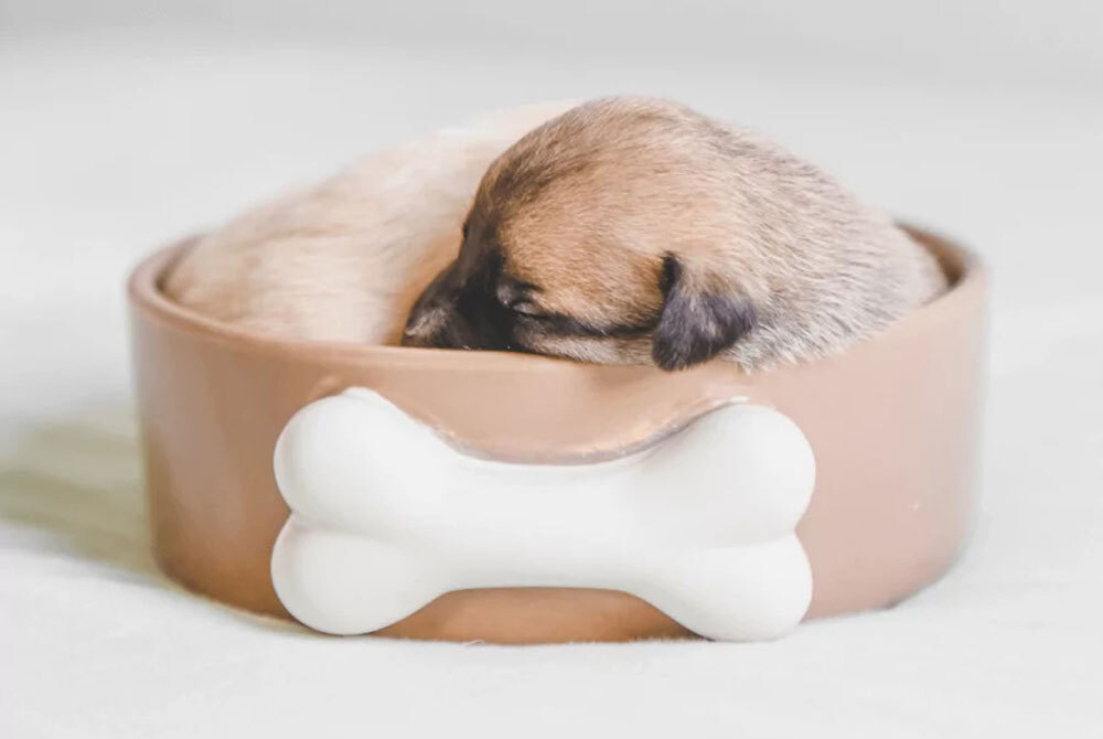 A small puppy sleeps curled up in a round brown dog bowl with a large white bone decoration on the side, as if waiting for its next vet visit. The bowl rests on a light-colored surface.