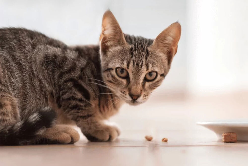 A tabby cat crouches on the floor, its eyes locked on the camera. The vigilant feline sits beside a white dish, with scattered food pieces hinting at its recent visit to the vet. In the softly blurred background, it seems ready for any call from its trusted veterinarian.