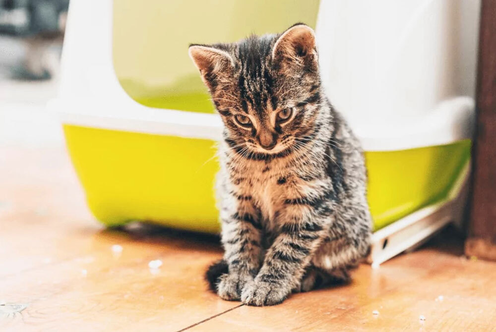 A small, striped tabby kitten sits on a wooden floor in front of a green and white litter box, eyeing it with the same curious expression it gives the veterinarian during a playful check-up.