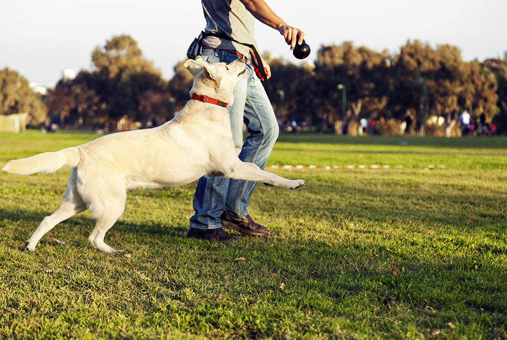 A Labrador retriever eagerly runs towards a person, possibly a veterinarian, holding a black ball in a park. The dog wears a red collar, and the person is dressed in jeans and a gray shirt. Trees and a field are visible in the background.