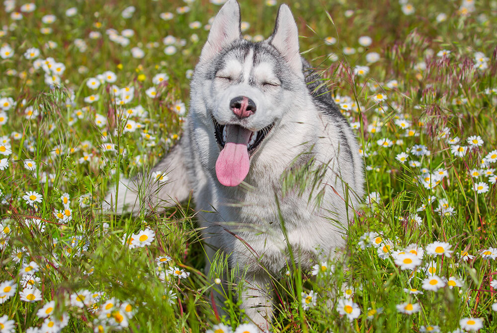 A happy Siberian Husky with its tongue out lies in a field of white daisies and green grass. Its eyes are closed, and its ears are perked up, enjoying the sunny day after a visit to the vet.