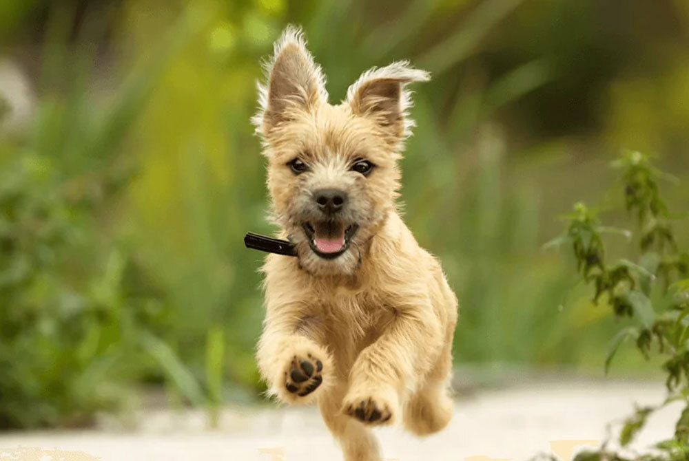 A small beige dog with shaggy fur and floppy ears joyfully races towards the camera on a blurred grassy path, its tongue out and spirit playful—a perfect picture of health that would delight any veterinarian.