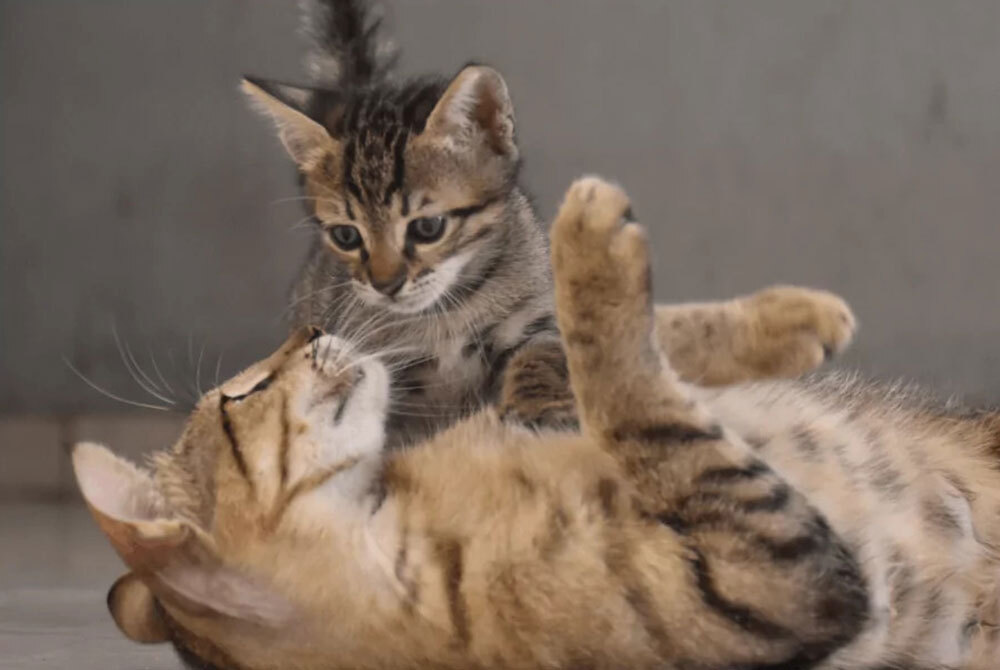 A playful kitten approaches an adult tabby cat lounging on its back. Both with striped fur, they bask indoors on a light-colored surface. The kitten, curious and engaged, seems ready for a check-up, as if seeking the attention of an attentive vet.