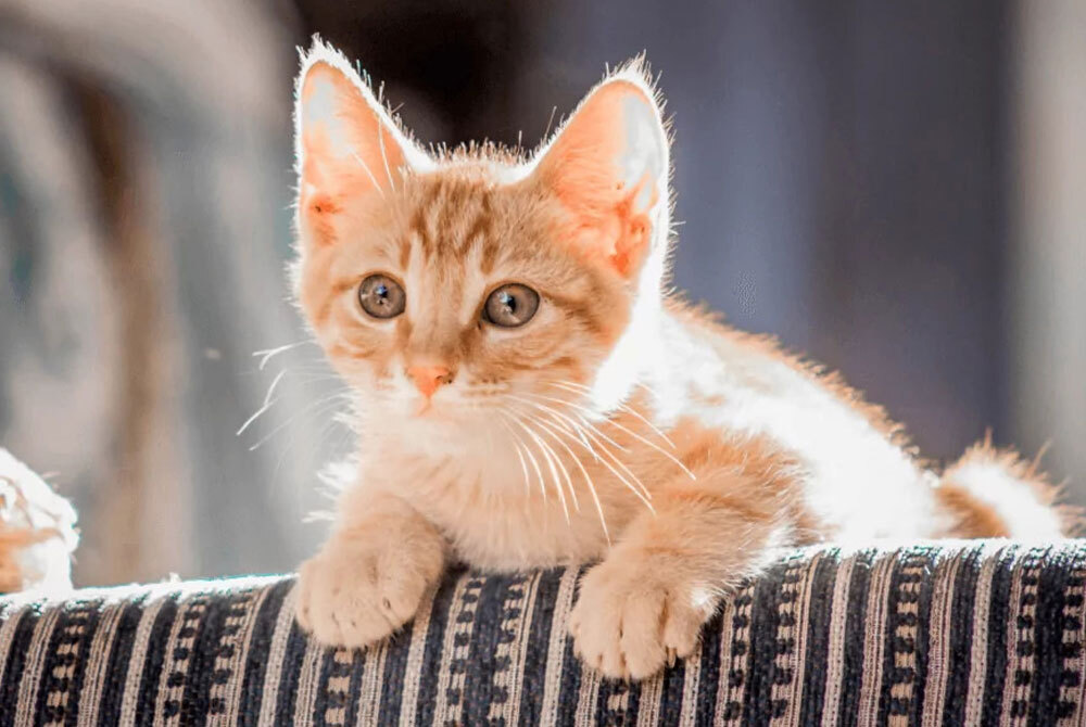 A small orange tabby kitten with large ears and bright eyes lies on a patterned fabric surface, awaiting its next check-up. Sunlight softly highlights its fur, creating a warm, cozy atmosphere reminiscent of a caring vet's office.