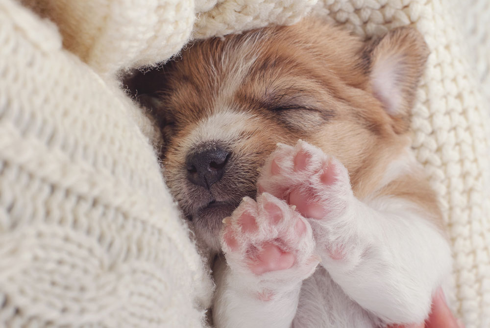 A small, brown and white puppy sleeps peacefully, nestled in cream-colored knitted blankets. Its tiny pink paws are visible, adding to its adorable, cozy appearance. After a check-up with the vet, it rests contentedly, reassured by the attentive care of its veterinarian.