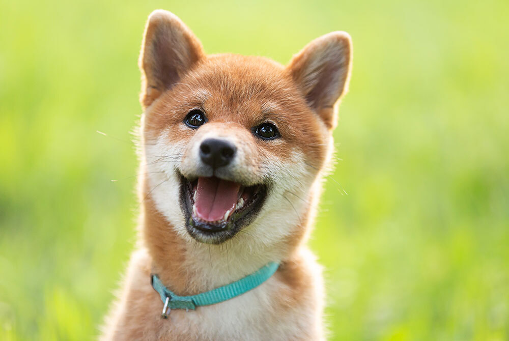 A happy Shiba Inu with a fluffy brown and white coat is wearing a light blue collar, looking cheerful as if just back from the vet. Its mouth open in joy, it stands against a blurred green background.