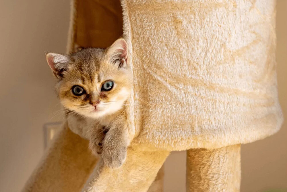 A small kitten with light brown fur and striking blue eyes peeks out from a beige carpeted cat tree, looking curiously towards the camera, as if seeking its next vet adventure. The warm lighting casts an inviting glow on the scene.