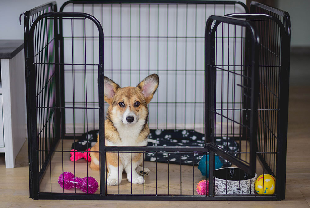 A corgi lounges inside a black metal playpen with a patterned mat. Surrounding the playful pup are colorful toys, including a pink bone and yellow ball, on a wooden floor. The open gate suggests the vet is nearby for its health check.