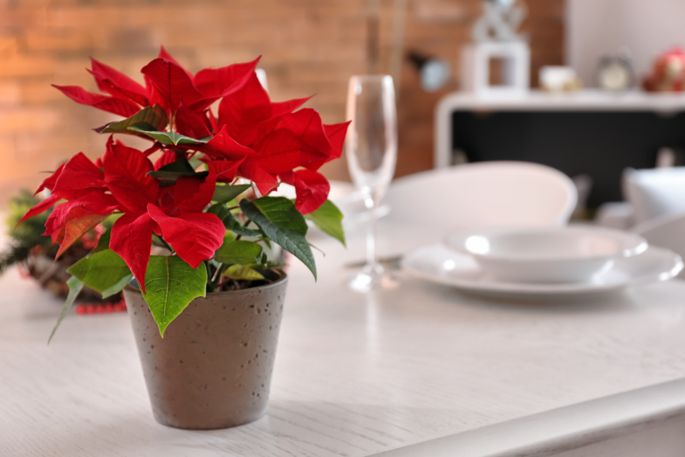 A potted poinsettia with vibrant red leaves sits on a white dining table, exuding festive charm. In the background, reminiscent of a veterinarian's cozy waiting room during the holidays, a blurred set table with wine glass and plates radiates warmth and cheer.