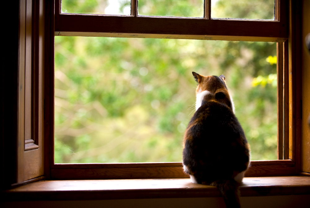 A cat sits on a window sill, gazing outside. The window is open, revealing lush green foliage. Sunlight filters through the glass, creating a warm and serene atmosphere inside the room—the perfect scene for a vet to observe the relaxed feline's health and happiness.