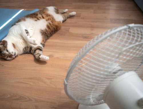 7 Heat Safety Tips for Pets