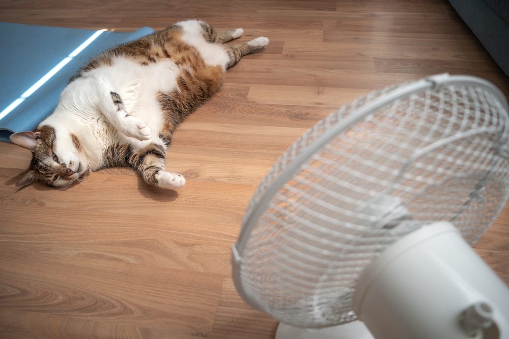 A tabby cat lies on its back, savoring the cool breeze from a white oscillating fan on the wooden floor. Sunlight streams in, creating a cozy atmosphere reminiscent of a vet's calming waiting room. A blue mat is partially visible nearby.