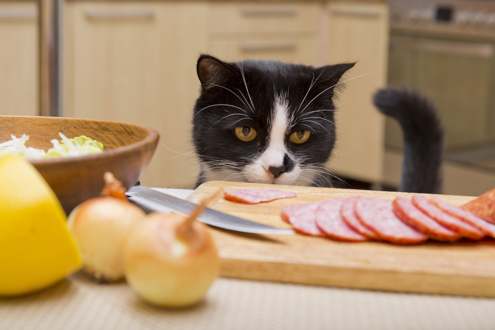 A black and white cat stands on a kitchen counter, looking curiously at slices of salami on a wooden board, as if inspecting the scene like a vet. Nearby, onions and cabbage rest in a bowl, with a knife placed beside the food.