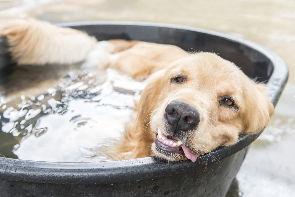 A golden retriever relaxes in a round black tub filled with water, smiling with its tongue slightly out, as if enjoying a playful vet-approved bath. Another dog's tail is visible in the background, hinting at a warm, blissful day under the care of a veterinarian.