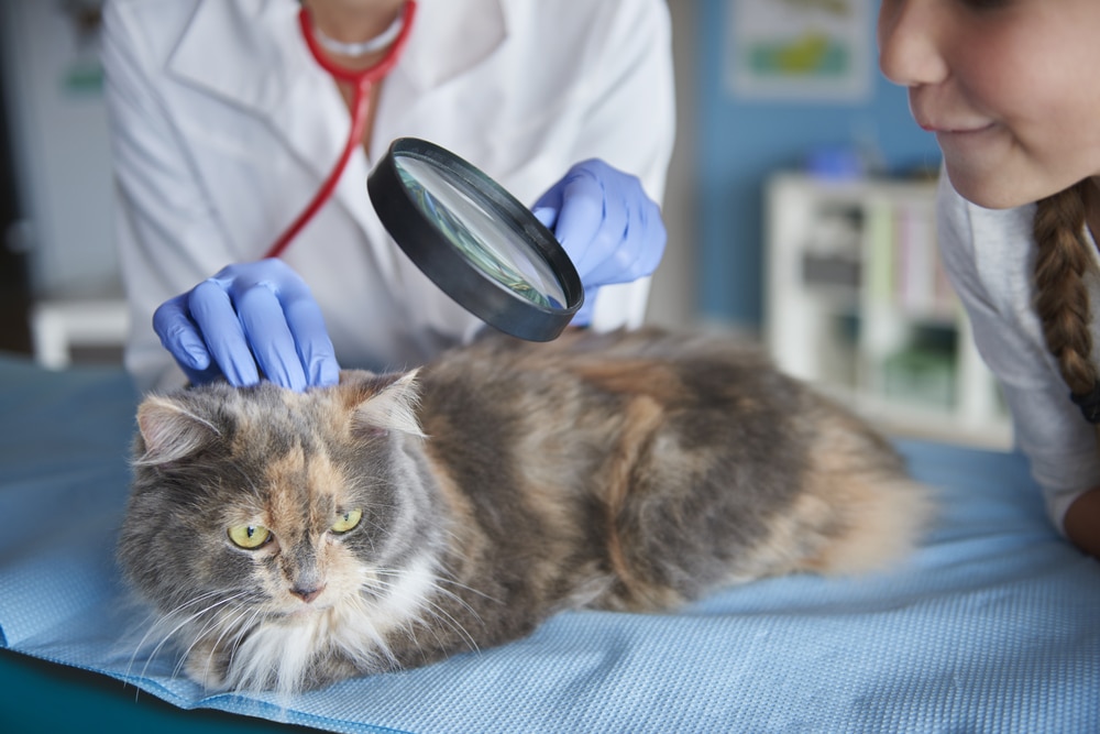 A vet in a white coat and blue gloves uses a magnifying glass to examine a fluffy cat laying on the table, while a person watches nearby, partially visible in the image.