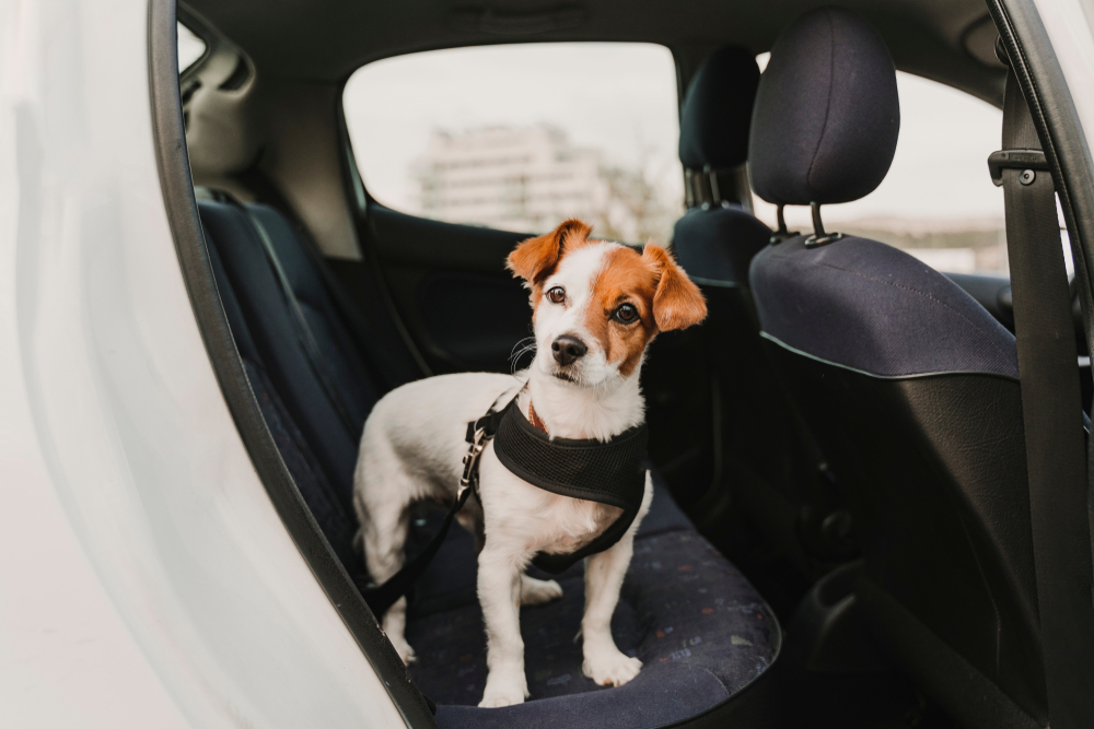 A small dog with brown and white fur stands on the back seat of a car, ready for its visit to the vet. The dog is wearing a black harness. The interior is dark-colored, and the door is open, revealing an outdoor scene with a blurred building in the background.