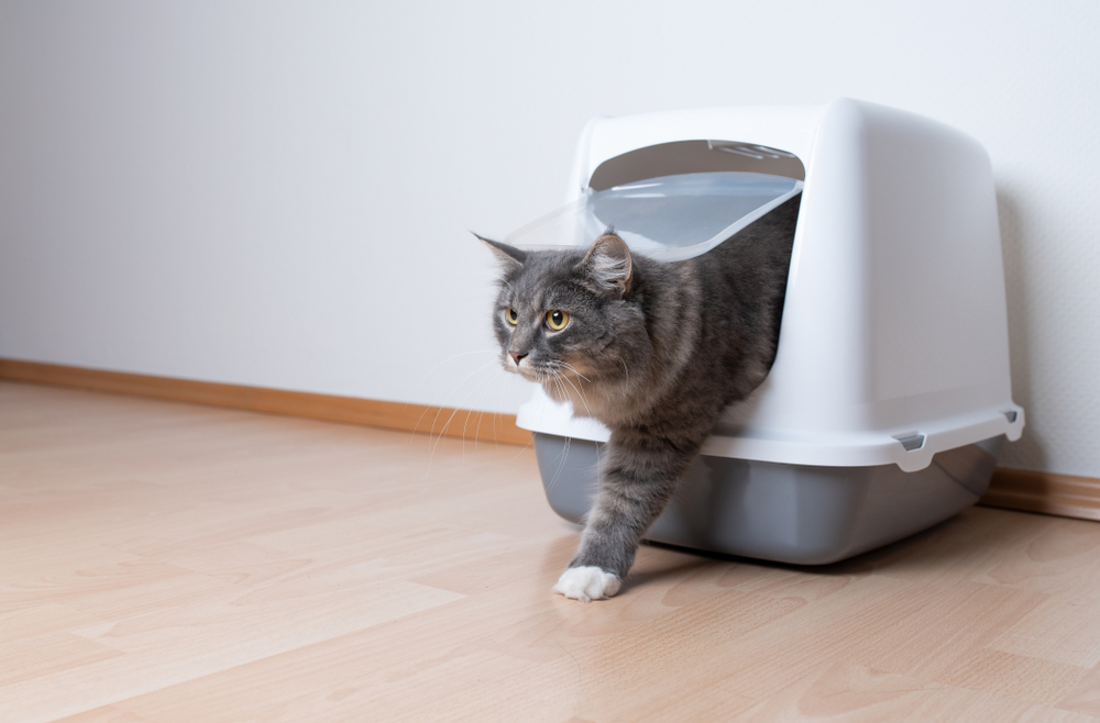 A fluffy gray cat with white paws is stepping out of a white and gray covered litter box, looking as if it's just come from a visit to the veterinarian. The cat confidently walks across the wooden floor in a room with pristine white walls.