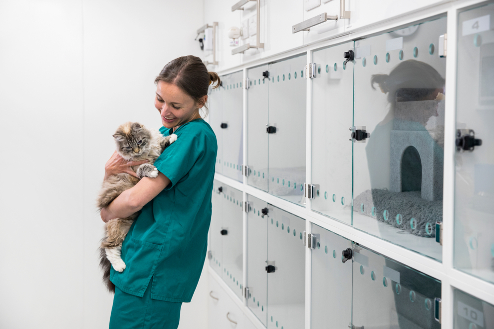 A vet in green scrubs holds a fluffy cat in an animal clinic. They stand before a row of glass-enclosed cages, some with cat silhouettes visible inside. The setting is clean and bright.