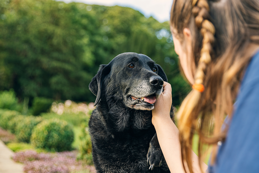 A veterinarian with a braid gently pets a large black dog, who looks up lovingly. They are outdoors with greenery in the background, creating a serene atmosphere.