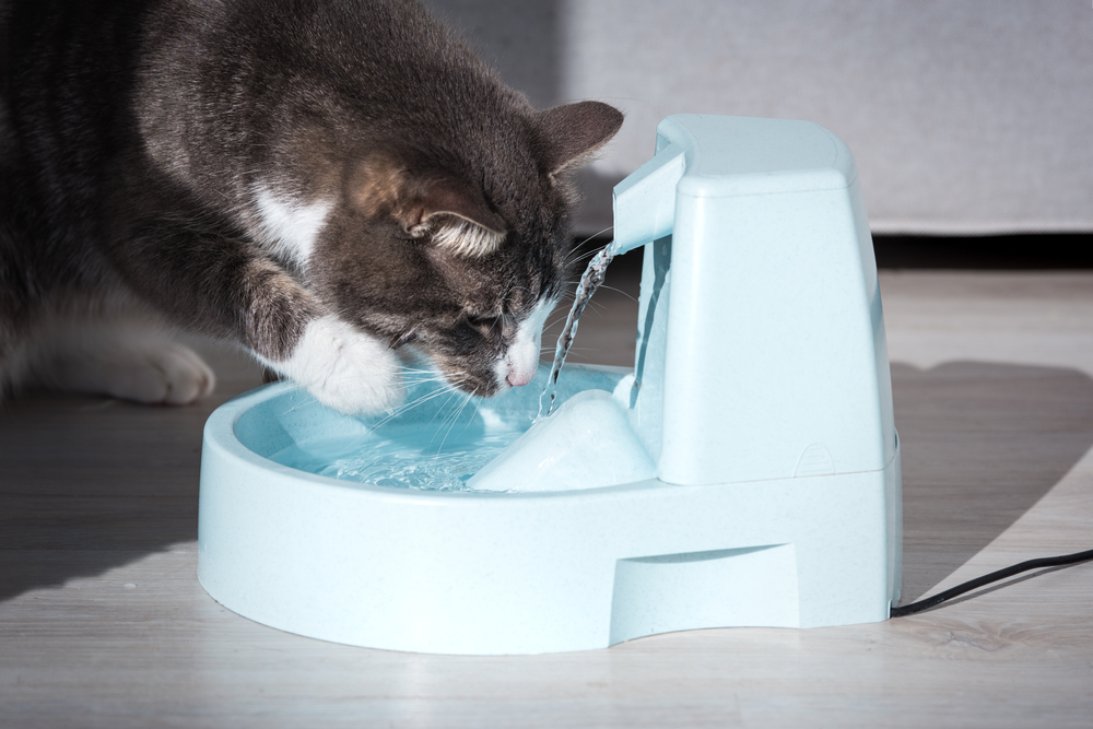 A cat drinks from a light blue water fountain on a wooden floor, its health carefully monitored by the veterinarian. Sunlight illuminates the scene, casting shadows around the fountain and the attentive feline.