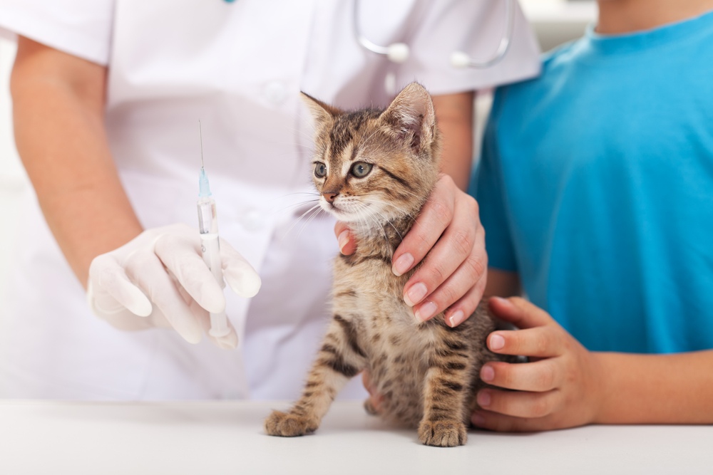 A vet holds a small tabby kitten on an exam table, preparing to give a vaccine. The kitten is gently held by a child standing nearby. The veterinarian wears white gloves, and a stethoscope hangs around their neck.