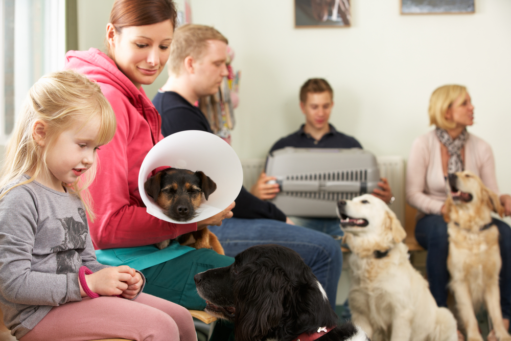 A bustling veterinary waiting room is filled with people and their dogs. A woman holds a cone-collared dog while a young girl sits beside her. The veterinarian's clients include large dogs and even a cat carrier among the eager pets awaiting care.