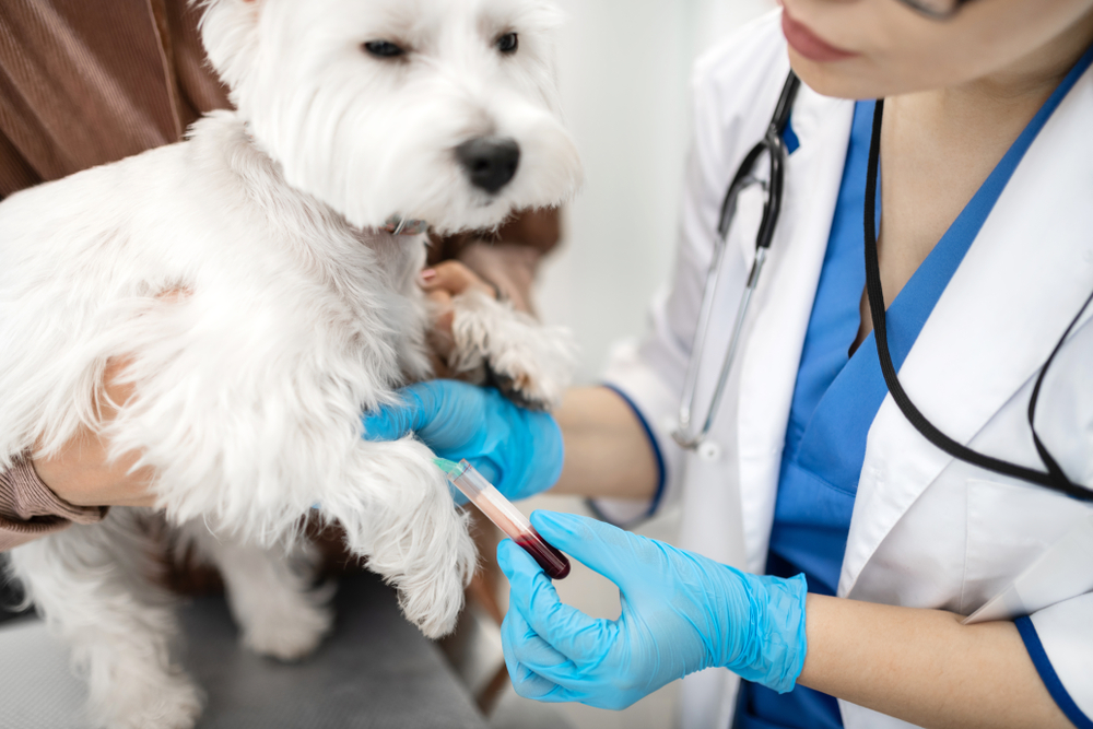 A small white dog is held by a person while the veterinarian, wearing a white coat and blue gloves, draws blood from its paw using a syringe. The vet remains focused on the procedure, and the dog appears calm.