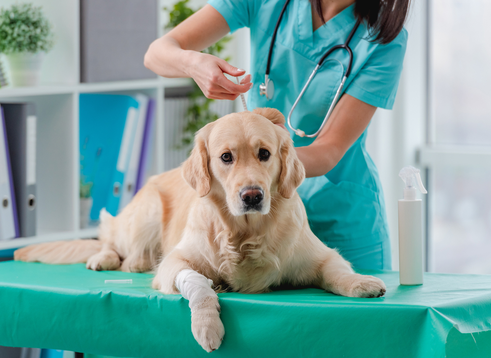 A golden retriever with a bandaged paw lies on a vet exam table. A veterinarian in blue scrubs and a stethoscope applies treatment to the dog's ear. The room is bright, with binders and plants visible in the background.