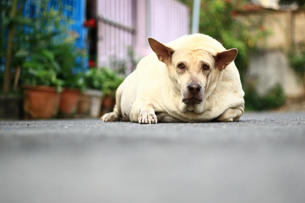 A large, light-colored dog lies on the pavement, gazing at the camera with a curious expression. The setting, reminiscent of a cozy veterinary clinic's outdoor waiting area, includes potted plants and a fence that frames the suburban backdrop perfectly.