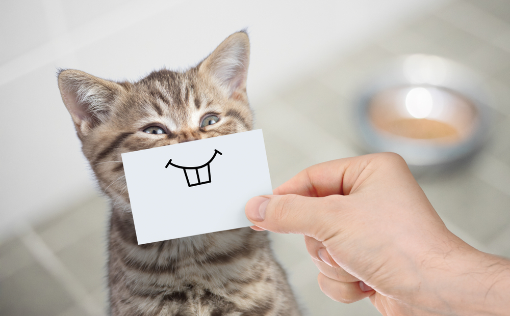 A person holds a card with a cartoonish smile in front of a tabby kitten's face, giving the illusion of a comical grin. In the background, slightly out of focus, is a bowl with food—perfect for post-checkup treats from the vet.