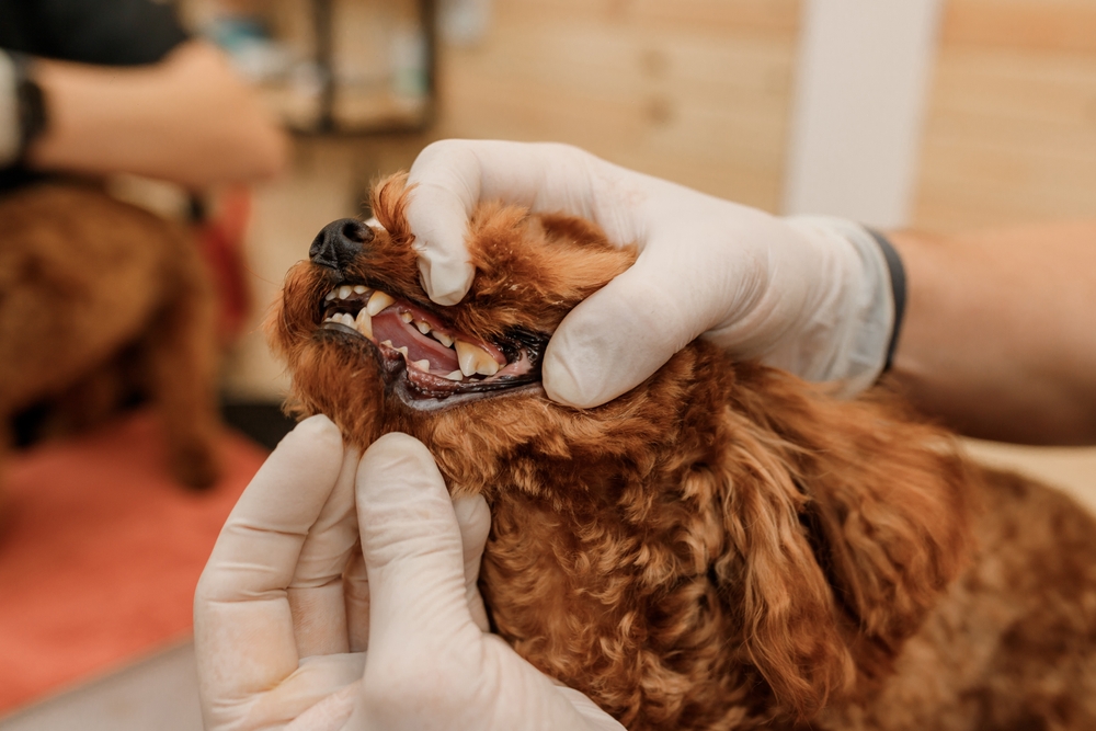 A veterinarian in gloves examines the teeth of a small brown dog. The relaxed pup's open mouth reveals clean teeth, showcasing the vet's gentle care.