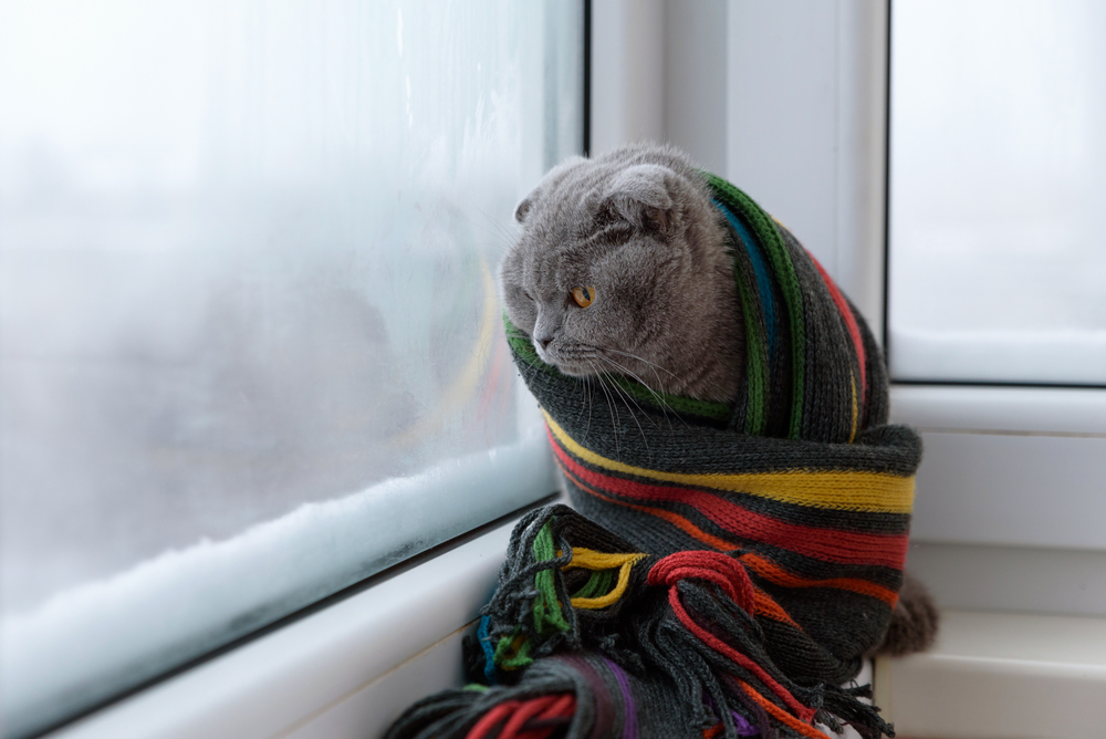 A gray cat with folded ears, just back from the vet, wraps itself in a colorful striped scarf and gazes out a window. Snow blankets the windowsill outside, crafting a cozy, wintery scene indoors.