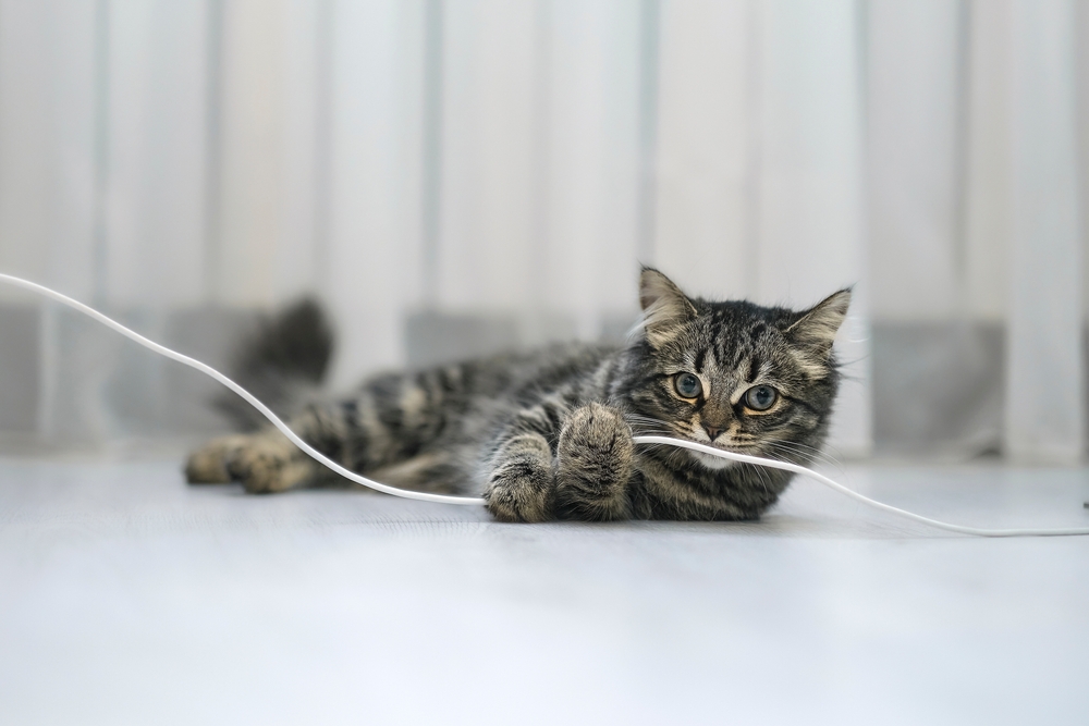 A fluffy tabby kitten lies on the floor, playfully batting at a white cable. The background features soft, blurred vertical lines, suggesting a curtain or blinds. The scene is light and airy, emphasizing the kitten's curious expression—an image that would delight any veterinarian.