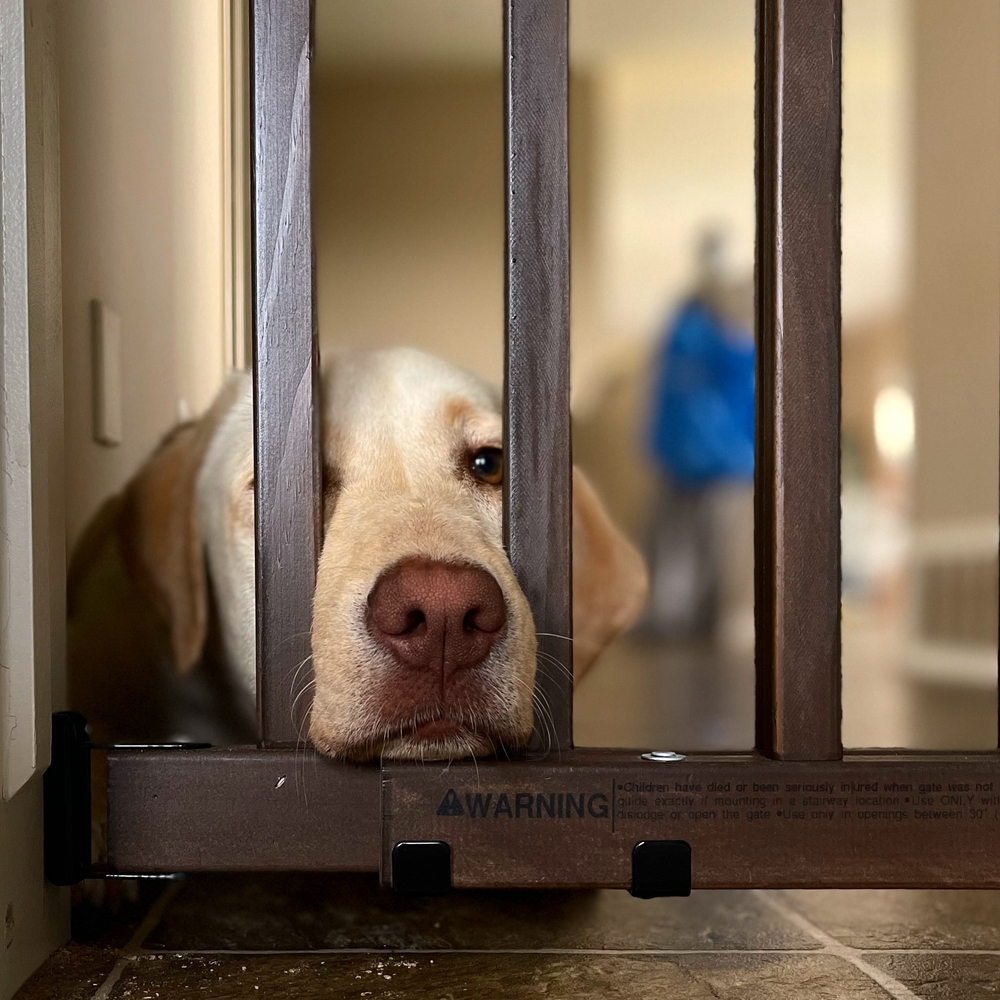 A Labrador retriever rests its head between the bars of a wooden gate, looking out with a calm expression. The background is softly blurred, showing a person wearing a blue jacket, perhaps waiting for the vet to arrive. A "WARNING" label is visible on the gate.