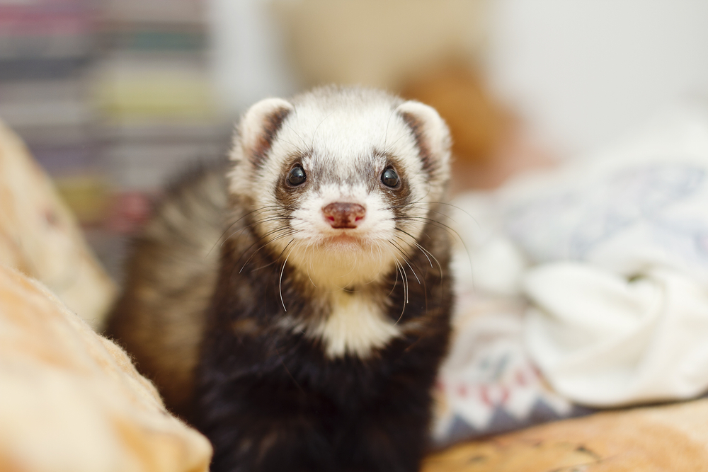 A curious ferret with a dark coat and a distinctive white facial mask stands alert on a patterned blanket, looking directly at the camera. The softly blurred background highlights the ferret's inquisitive expression, reminiscent of a visit to the vet for its regular check-up.