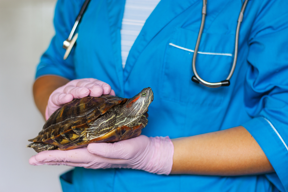 A veterinarian in a blue uniform and pink gloves gently holds a turtle. With a stethoscope draped around the vet's neck, the detailed shell of the turtle stands out against the softly blurred background.