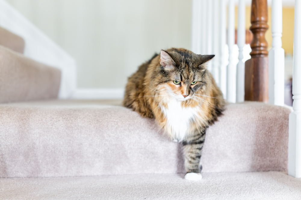 A fluffy brown and white cat sits comfortably on a carpeted staircase, possibly pondering its last vet visit. Its front paw dangles over the edge of a step as it gazes intently at something. White railing and wooden bannister are visible in the background.