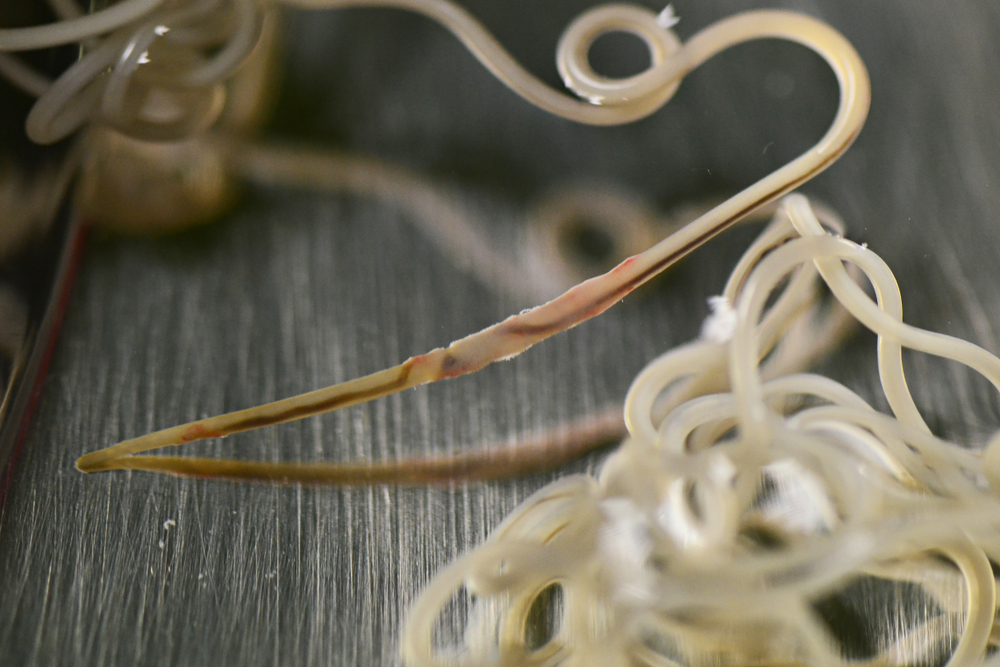 Close-up of a cluster of long, pale roundworms with smooth, coiled bodies on a reflective surface. A veterinarian would note the prominent one in the foreground, showcasing a reddish section along its length.